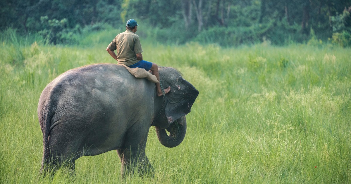 Bornean elephant fatally gores handler in Malaysia park • PhilSTAR Life